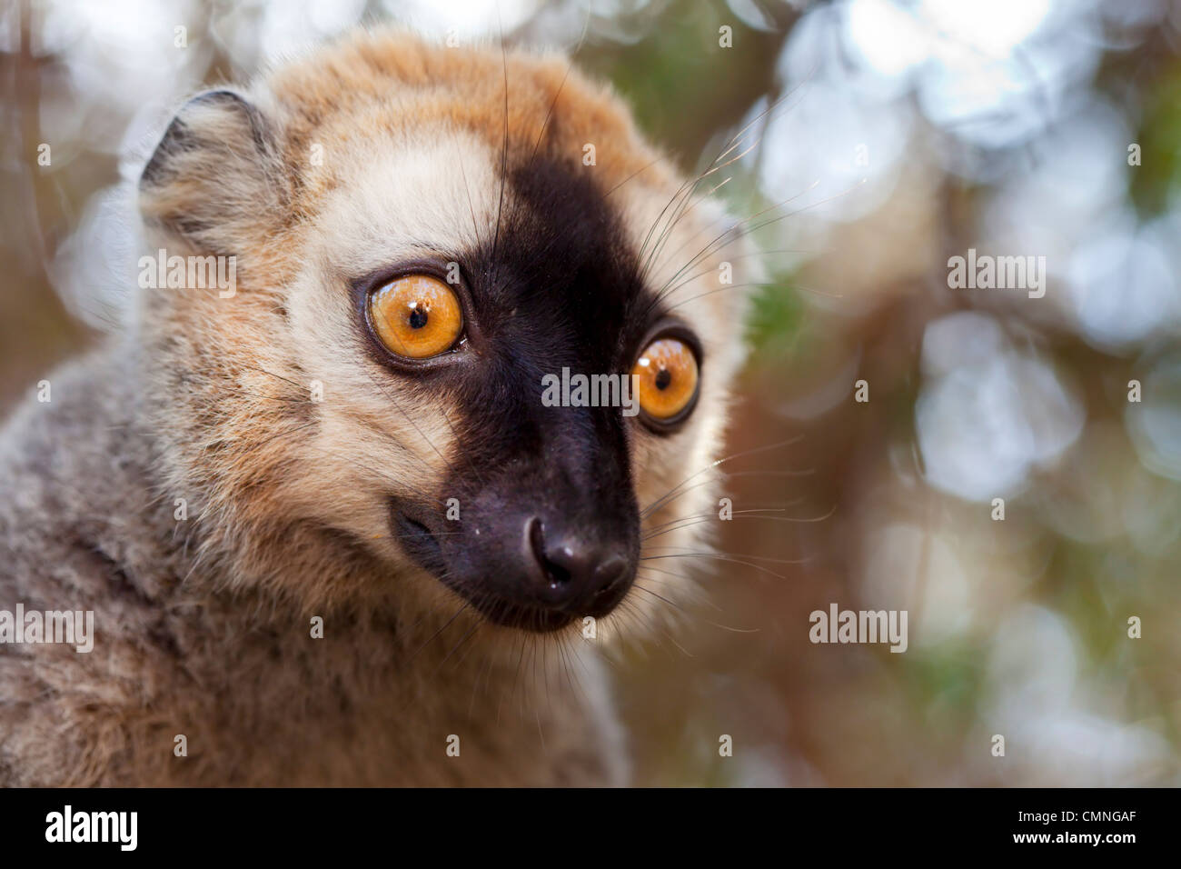 Roten fronted braune Lemuren (Lemur Fulvus Rufus), Kirindy Wald, West-Madagaskar Stockfoto