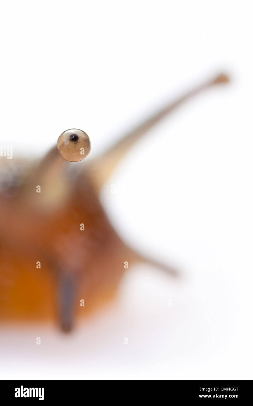 Braune Lippen Schnecke (Bänderschnecken Nemoralis) auf weißem Hintergrund fotografiert. Peak District National Park, Derbyshire, UK. April Stockfoto