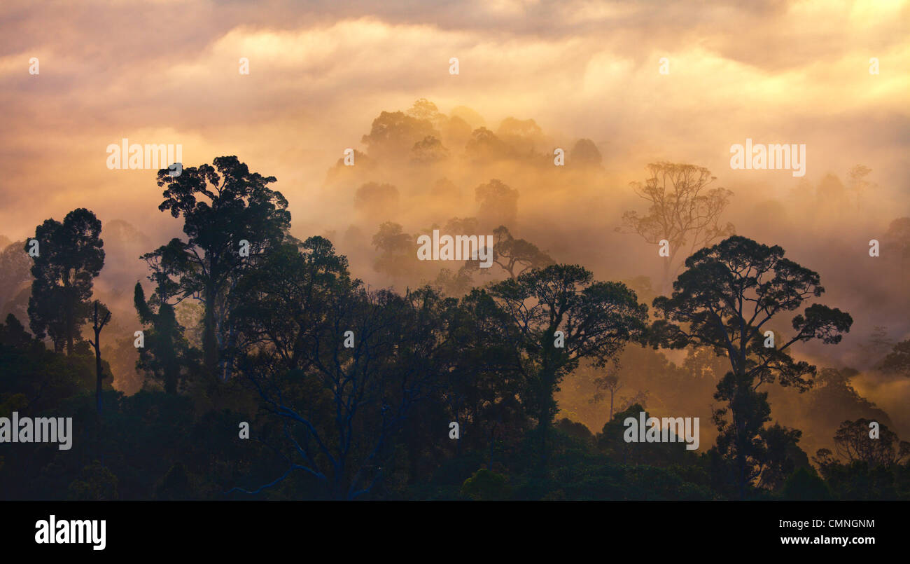 Regenwald im Morgengrauen, Danum Valley, Sabah, Borneo, Malaysia. Stockfoto