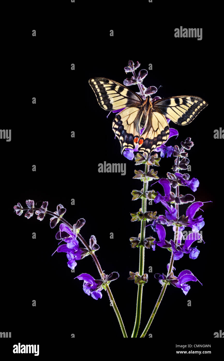 Gemeinsamen Schwalbenschwanz Schmetterling Fütterung auf Wiese Clary Blumen, Hintergrundbeleuchtung. Nordtirol, Tirol, Österreichische Alpen, 1700 Höhenmeter Stockfoto