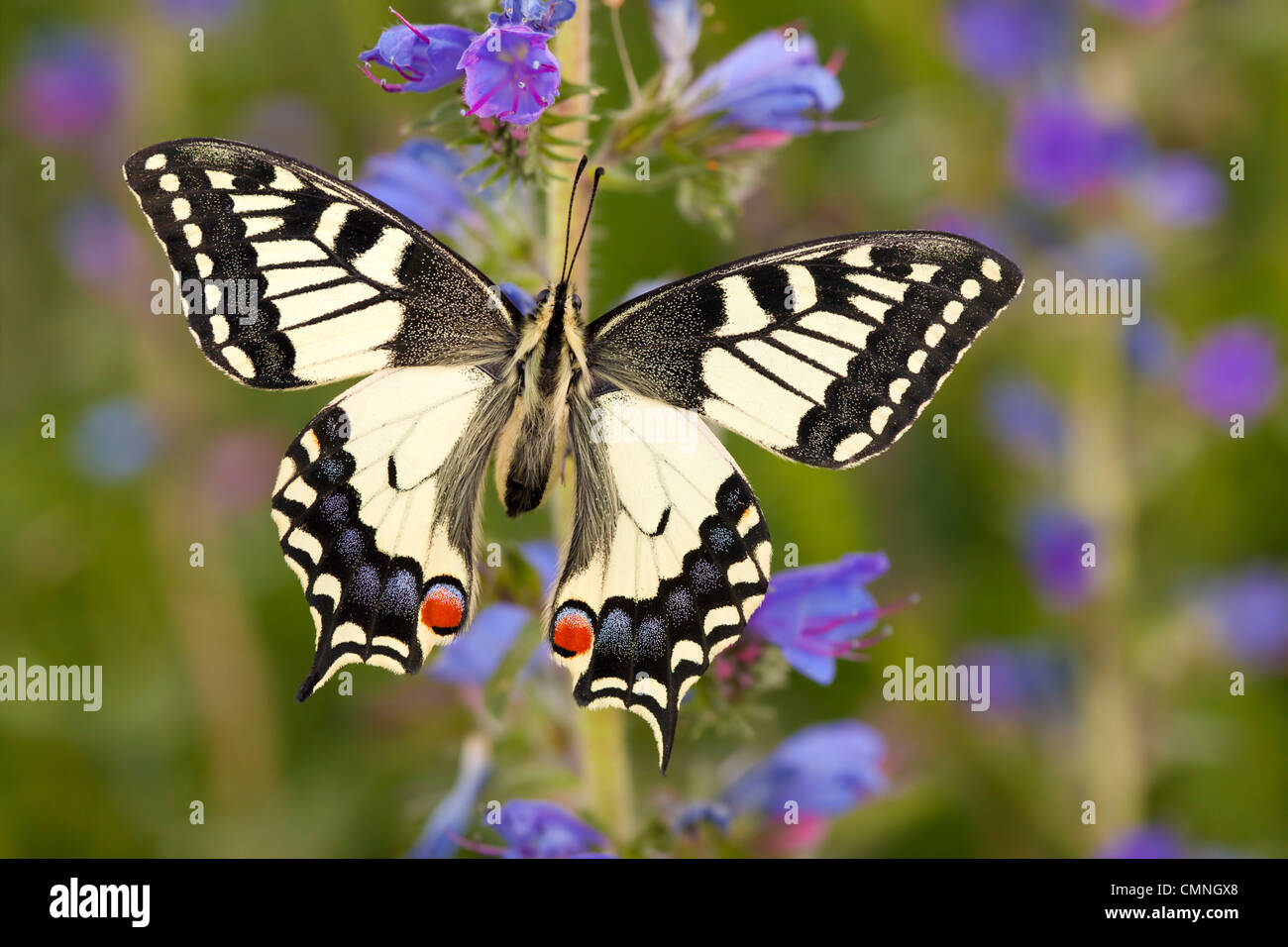 Gemeinsamen Schwalbenschwanz Schmetterling Fütterung auf Viper's Bugloss / Blueweed in Alp. Nordtirol, Tirol, Österreichische Alpen Stockfoto