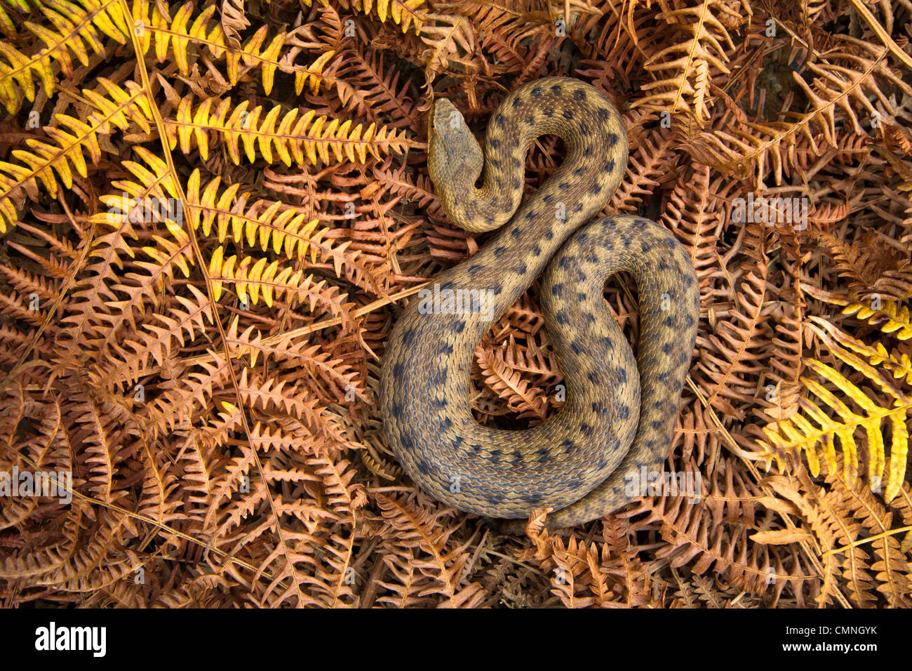 ASP Viper weiblich (Vipera Aspis) unter tot Bracken, Midi-Pyrenees, Pyrenäen, Frankreich. August. Stockfoto