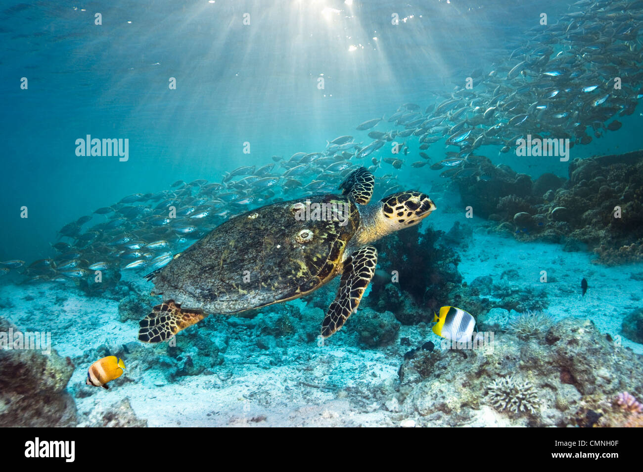 Echte Karettschildkröte schwimmen über Korallenriff mit einer Schule Scad und zwei Butterflyfish, Misool, Indonesien. Stockfoto