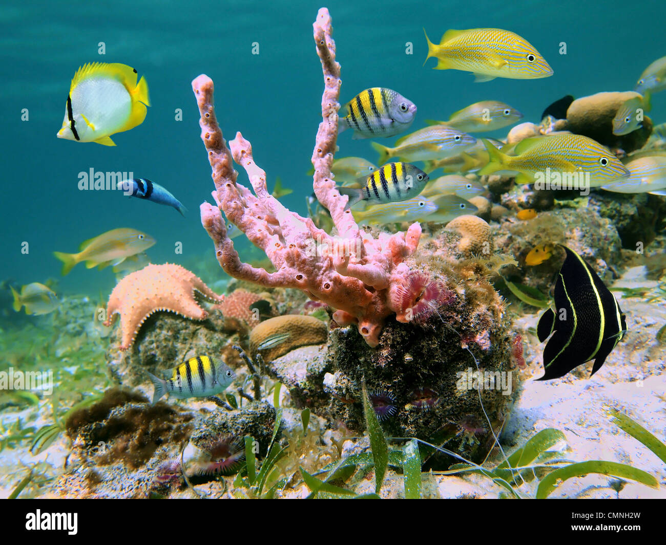 Marine Unterwasserwelt, tropische Fische und klumpig wuchernde Schwamm in der Karibik Stockfoto