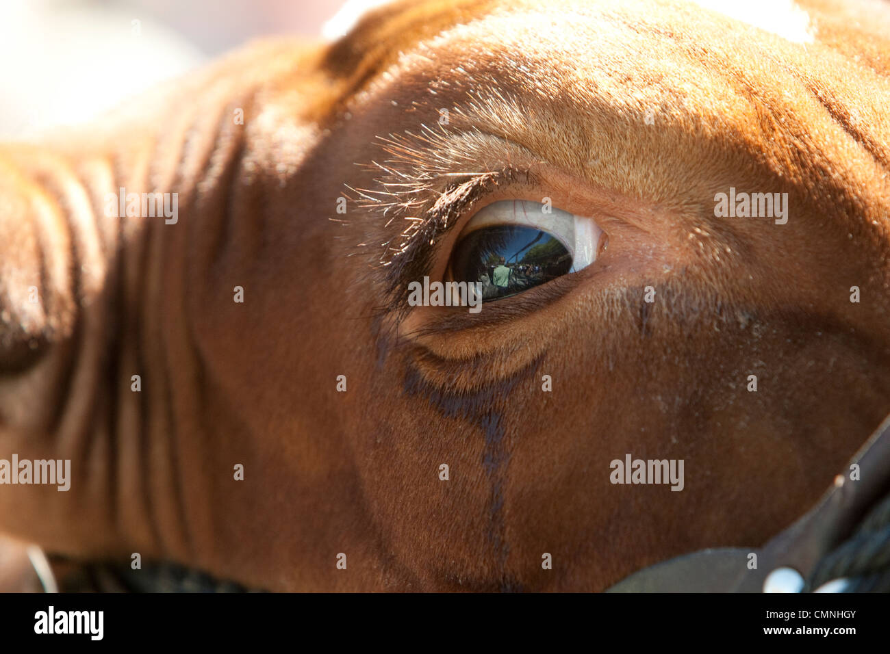 Auge-Nahaufnahme von einem Grand Champion Steuern während Rodeo-Wettbewerb in Austin Texas Stockfoto
