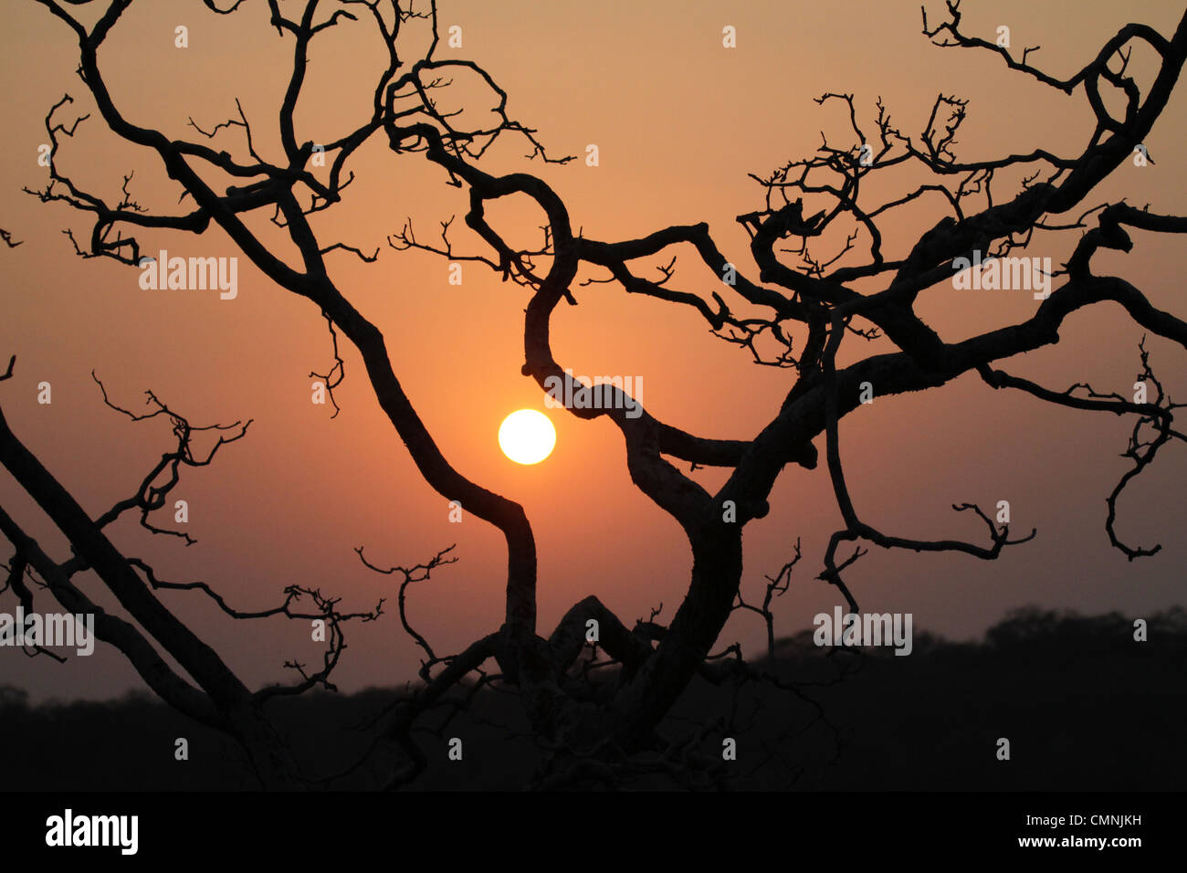 Sonnenuntergang im Ranthambore Nationalpark Stockfoto