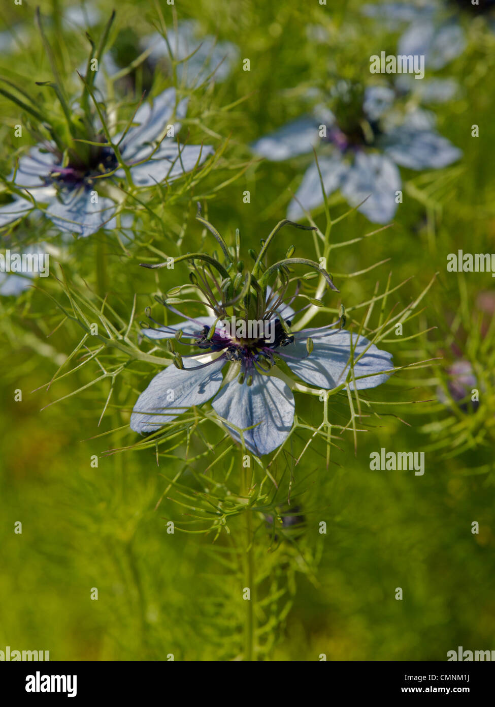 Nigella Damascena Nachtblau in Blüte bei strahlendem Sonnenschein Stockfoto