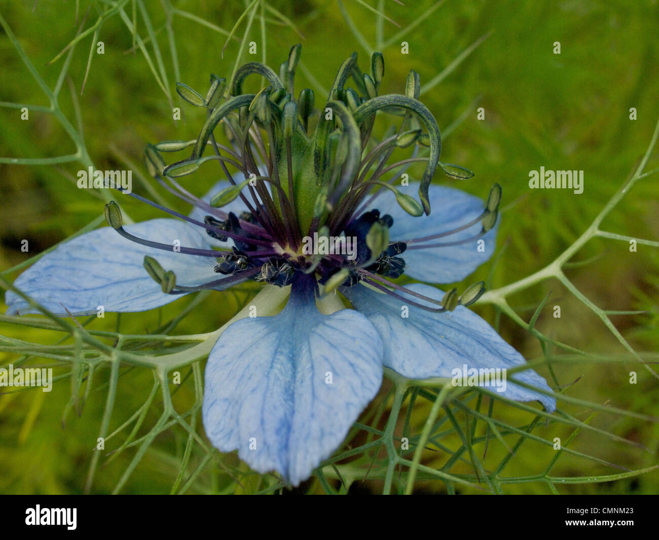 Eine einzelne Nigella Damascena Nachtblau Blume zeigt Detail. Stockfoto