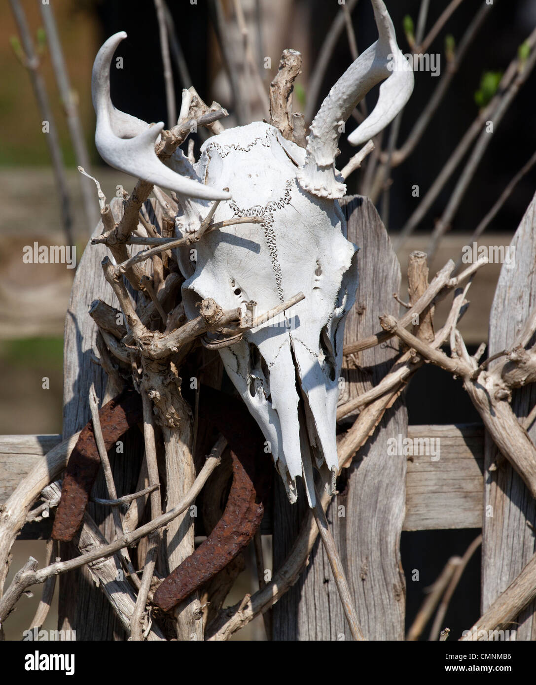 Ein Weißer Hirsch-Schädel auf einem Lattenzaun. Stockfoto