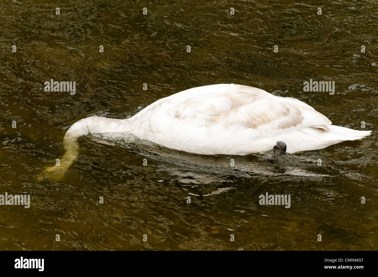 Ein Höckerschwan Fütterung auf einem flachen Fluss Stockfoto