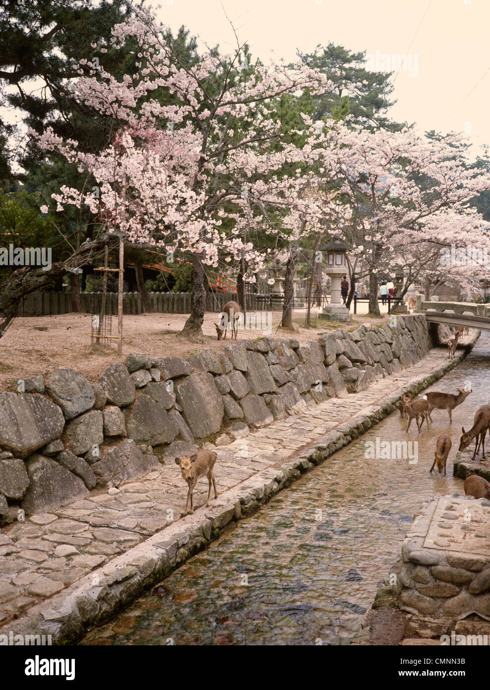 Japan Miyajima Itsukushima Schrein wilde Rehe im Wasserkanal Stockfoto
