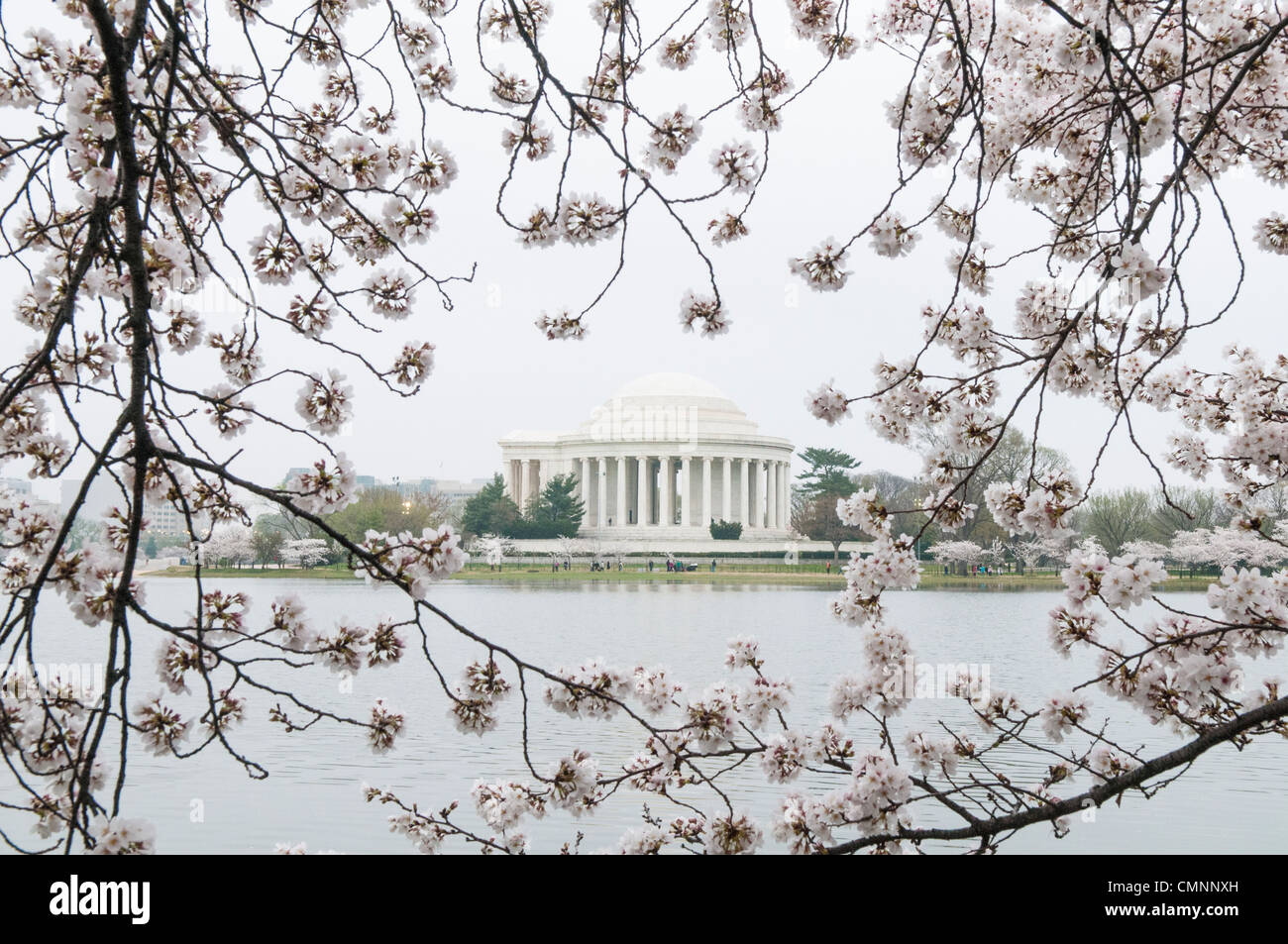 Yoshino-Kirschblüten um Tidal Basin feiern in diesem Jahr ihren 100. Geburtstag die erste Pflanzung im Jahr 1912. Die Gipfel zum Blühen kommen mit den ungewöhnlich warmen Winter sehr früh dieses Jahr. Auf diesem Foto, aufgenommen am 18. März 2012 sind die Blüten in der Spitze Blüte. Das Jefferson Memorial Stockfoto