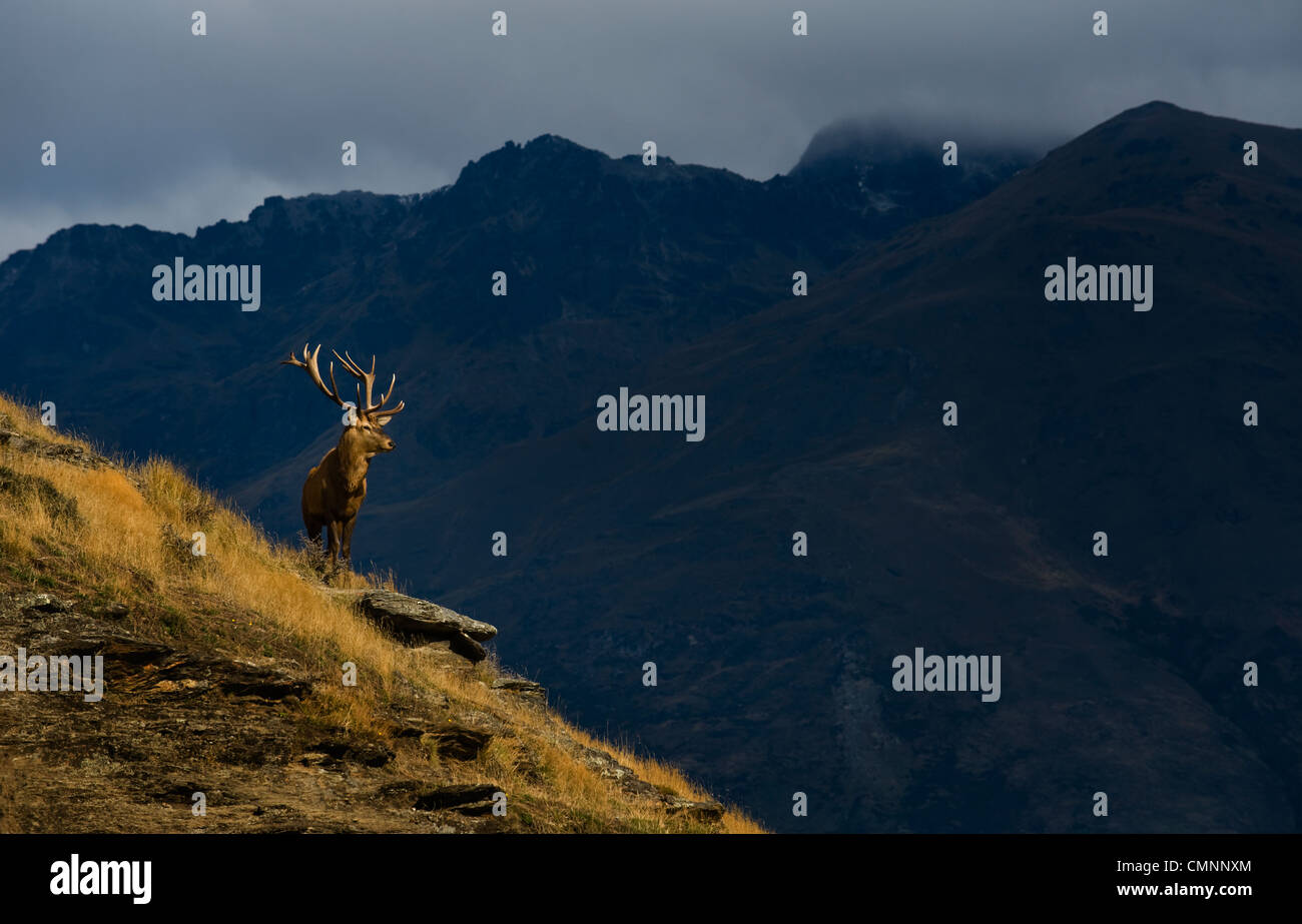 Elch (Hirsch) vor die Remarkables Mountain Range in der Nähe von Queenstown, Otago, Neuseeland, am 11. April 2009. (Adrien Veczan) Stockfoto