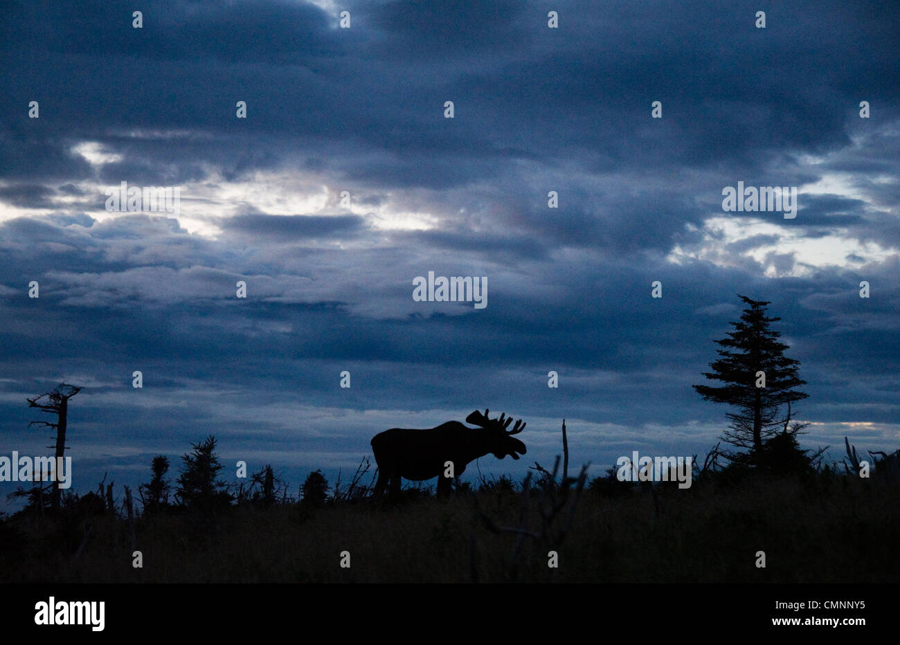 Elch in der Abenddämmerung auf dem Skyline Trail of Cape Breton National Park, in Nova Scotia, Kanada, am 27. Juli 2011. (Adrien Veczan) Stockfoto