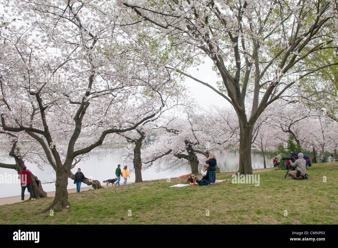 WASHINGTON DC – Kirschblüten blühen in voller Blüte entlang des Tidal Basin, während Besucher entlang der Küste spazieren, picknicken und Fotos machen. Das jährliche National Cherry Blossom Festival feiert die Tausenden blühenden Bäume, die ursprünglich ein Geschenk der Freundschaft zwischen Japan und den Vereinigten Staaten im Jahr 1912 waren. Stockfoto