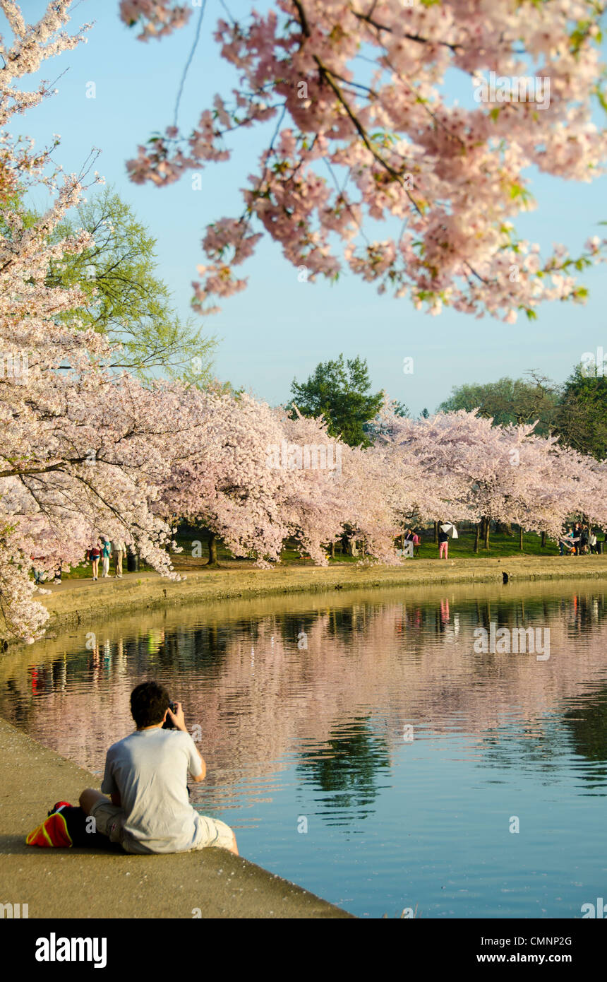 WASHINGTON DC – Ein Besucher sitzt am Rande des Tidal Basin, um Kirschblüten in voller Blüte zu fotografieren. Die blühenden Bäume, ursprünglich ein Geschenk aus Japan im Jahr 1912, säumen die Uferpromenade und sind die zentrale Attraktion des jährlichen National Cherry Blossom Festival. Stockfoto