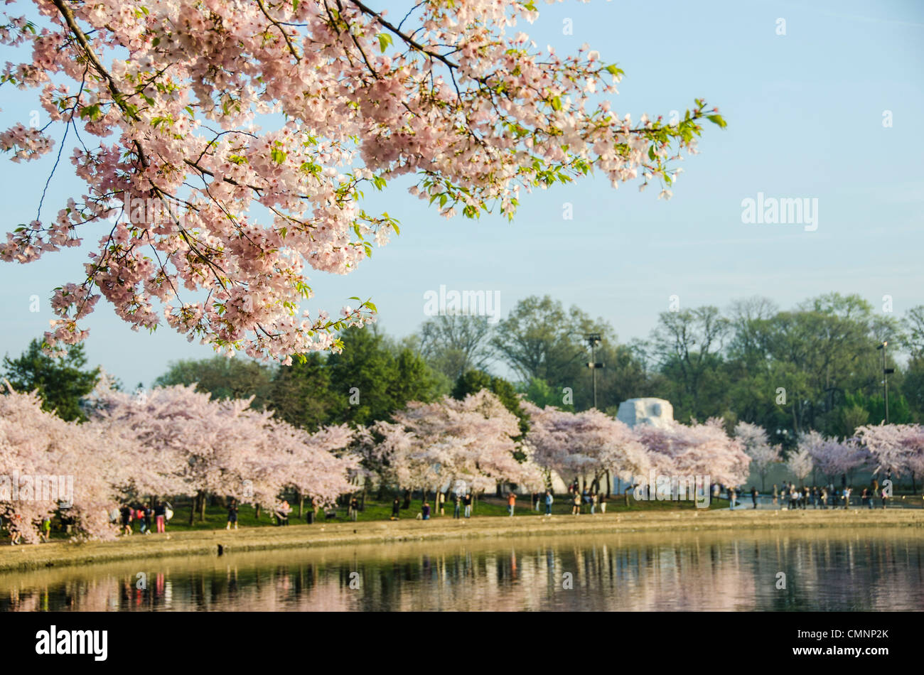 Die MLK Memorial in der Ferne ist umgeben von Kirschblüten in voller Blüte. Die Yoshino Cherry Blossom Bäume säumen das Tidal Basin in Washington, D.C. blühen jedes Jahr im frühen Frühling. Einige der ursprünglichen Bäume aus der ursprünglichen Pflanzen sind vor 100 Jahren (in 2012) noch lebendig und Blüte. Aufgrund der Hitzewelle Bedingungen erstreckt sich über ein Großteil des nordamerikanischen Kontinents und einem ungewöhnlich warmen Winter im Großraum Washington DC kam 2012 Spitze blühen früher als üblich. Stockfoto