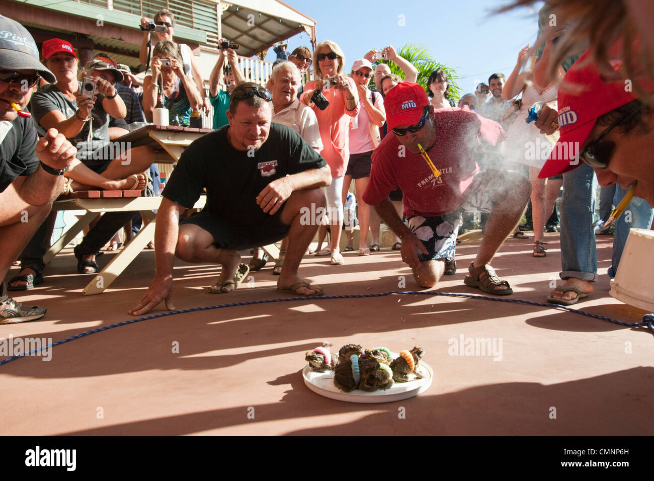 Cane Toad racing während des Festivals Cooktown Entdeckung. Cooktown, Queensland, Australien Stockfoto