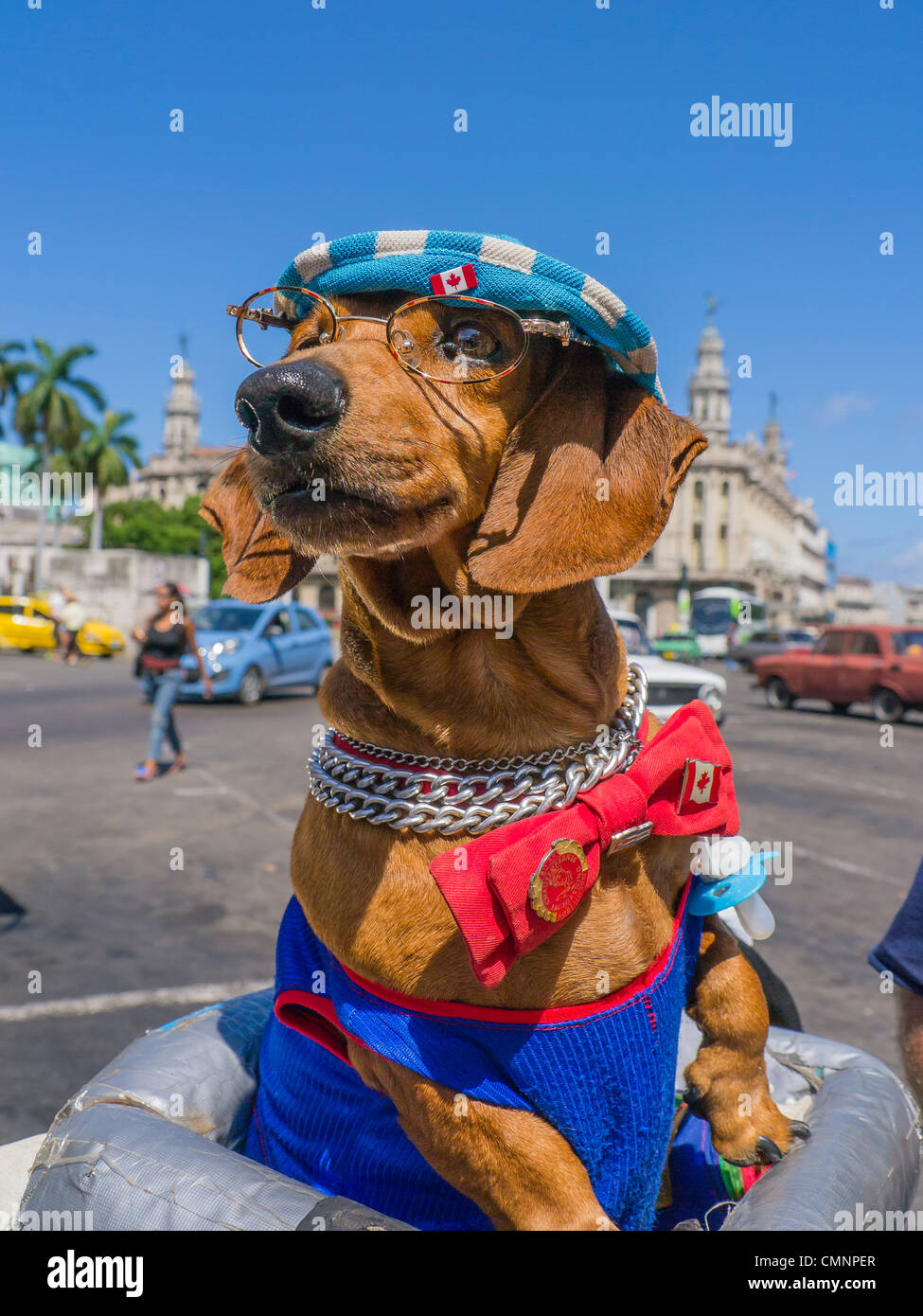 Ein Dackel Hund ist in einem blau-weißen Hut, rote Fliege und Gläser als Attraktion für Touristen in Havanna, Kuba gekleidet. Stockfoto