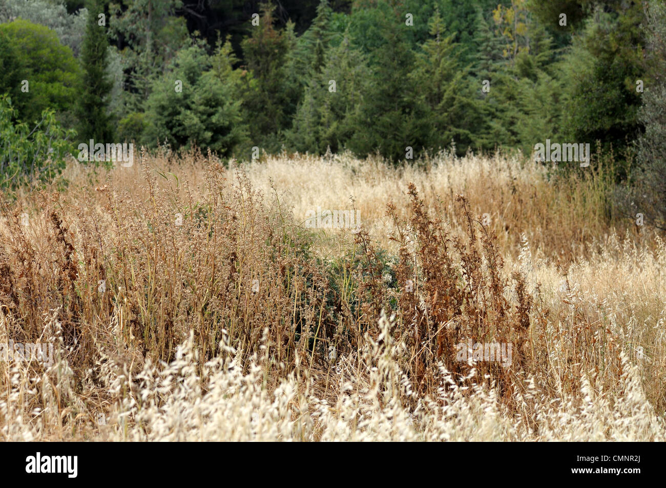 Bereich der trockenen Pflanzen im Sommer in einem Wald. Selektiven Fokus. Stockfoto