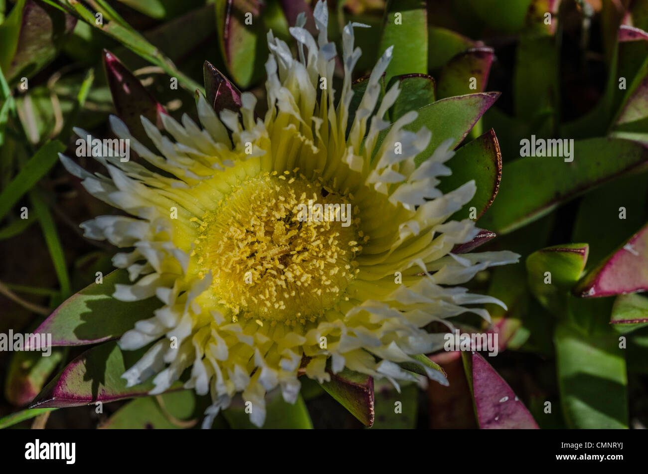 Eis-Pflanze Blume blühen. Stockfoto