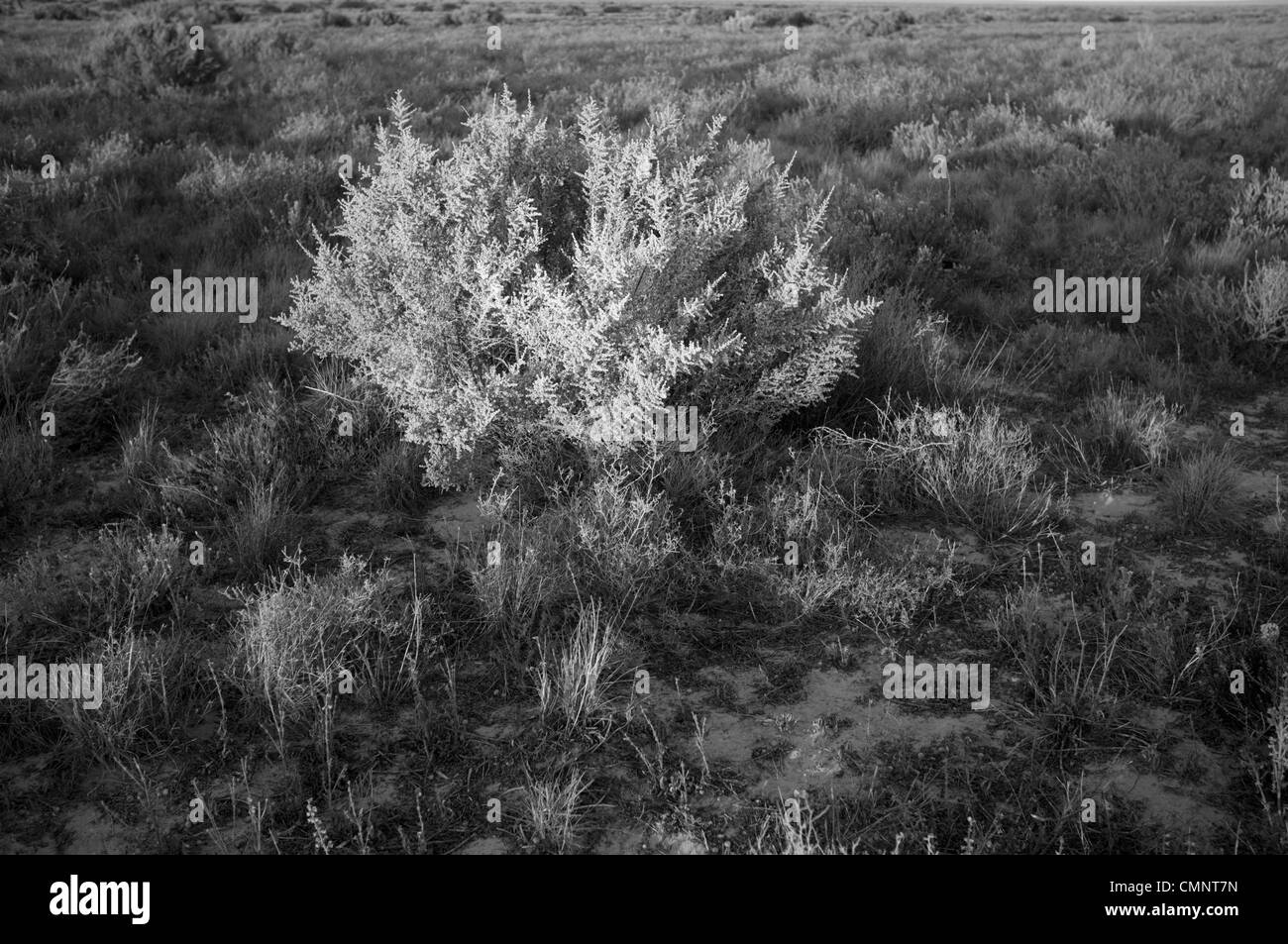 Wüste Saltbush, Outback Australien Stockfoto