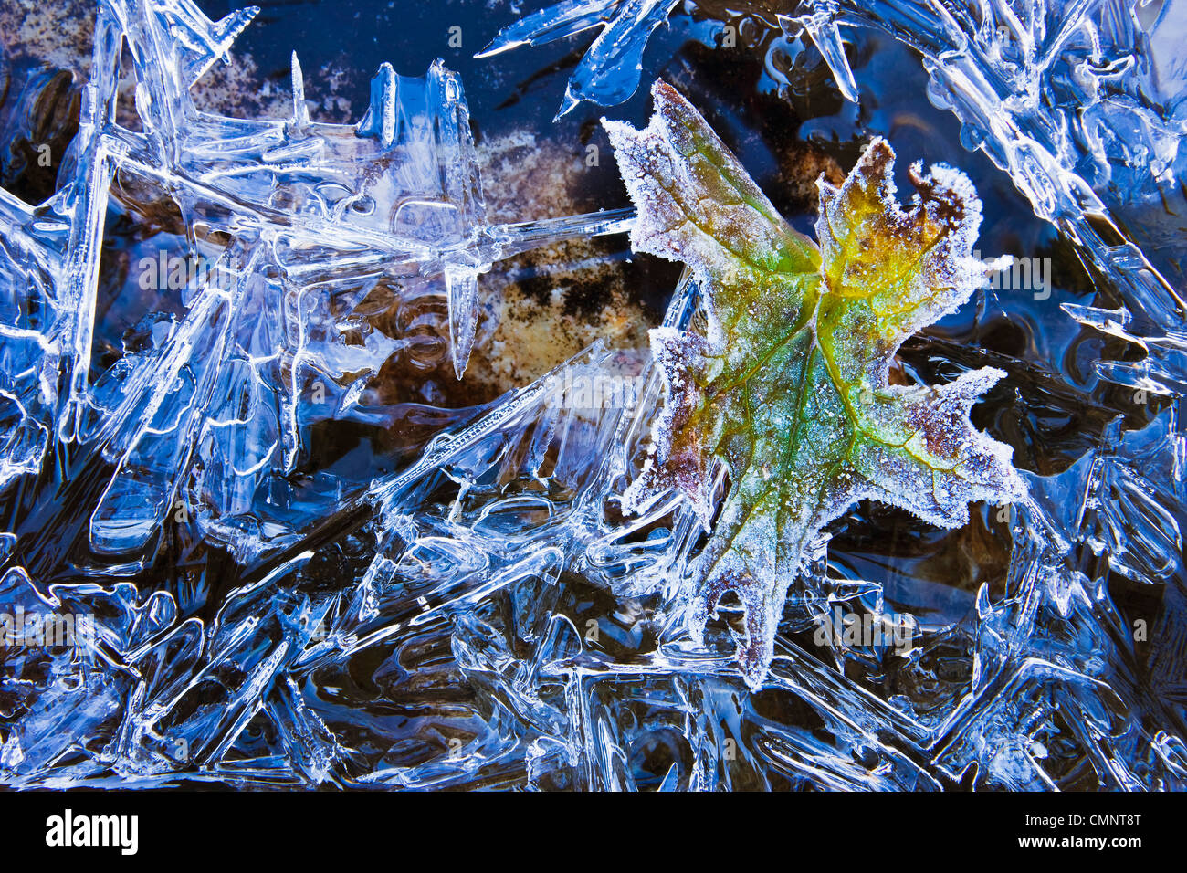 Wahl des Künstlers: Eis und Frost auf den Blättern, Yoho Nationalpark, Britisch-Kolumbien Stockfoto