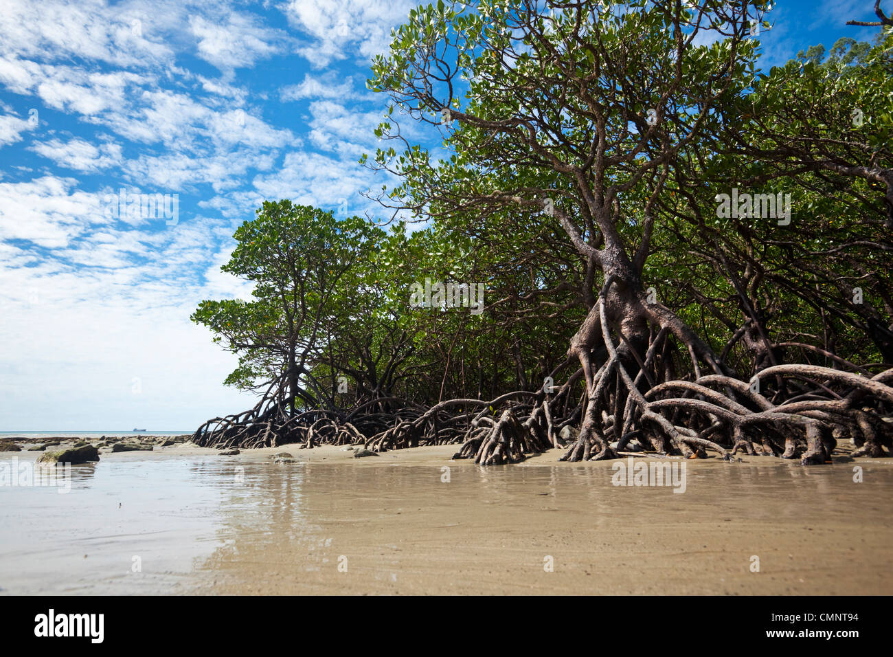 Mangrovenwald bei Ebbe. Cape Tribulation Beach, Daintree Nationalpark, Queensland, Australien Stockfoto