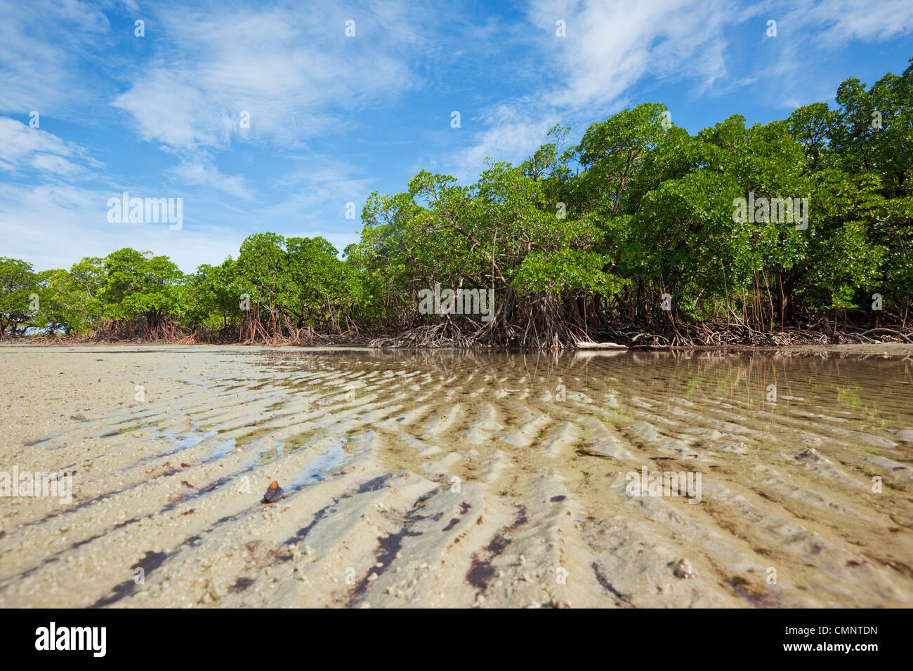 Mangrovenwald bei Ebbe auf Myall Beach. Cape Tribulation, Daintree Nationalpark, Queensland, Australien Stockfoto
