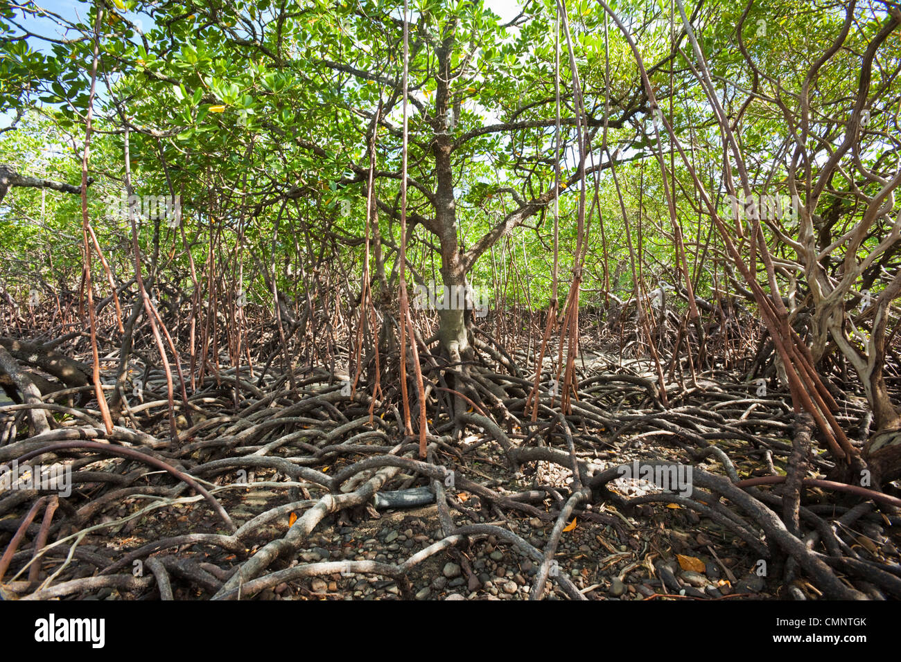 Mangroven im Myall Beach bei Ebbe. Cape Tribulation, Daintree Nationalpark, Queensland, Australien Stockfoto