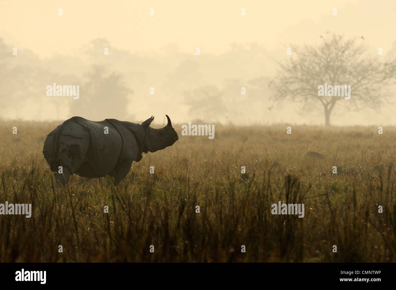 Rhino, Panzernashorn (Rhinoceros Unicornis) Stockfoto