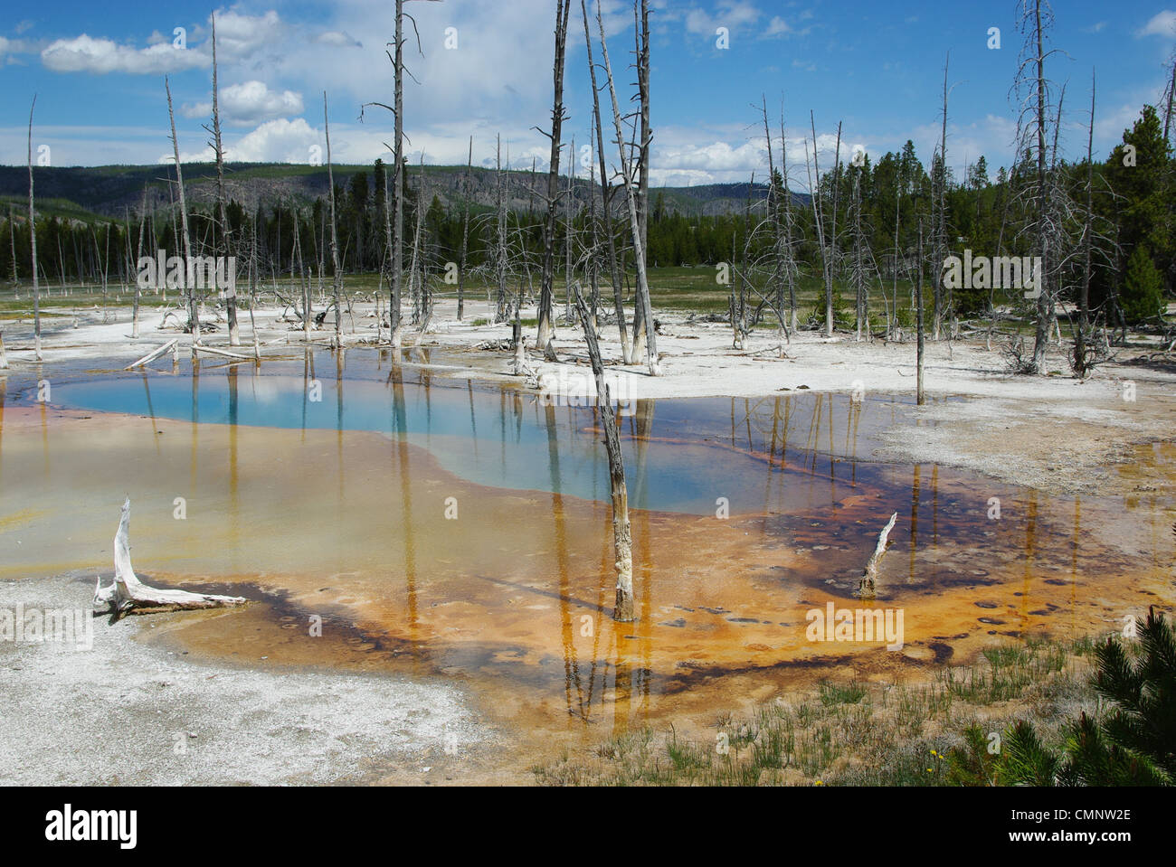 Mehrfarbige thermische Teiche und Trockenwald, Yellowstone-Nationalpark Stockfoto