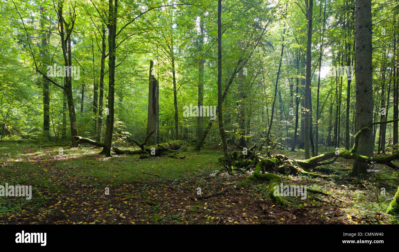 Shady Laubwälder hauptsächlich Hainbuche Stand mit einigen alten Bäumen Morgen Stockfoto