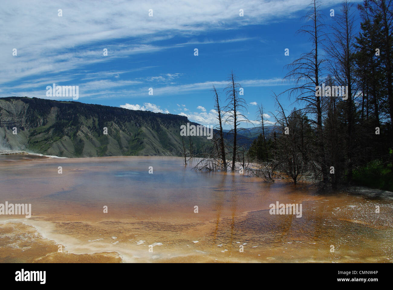 Trockene Bäume in schönen ausgesetzt heißen Pool, Mammut Terrassen, Yellowstone-Nationalpark, Wyoming Stockfoto