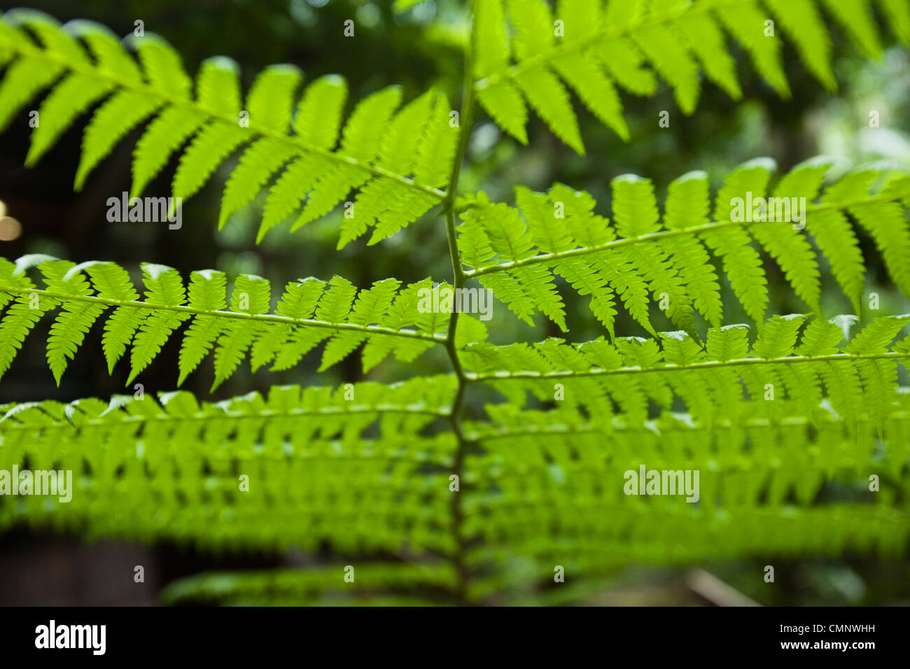 Nahaufnahme der Regenwald Farn. Daintree Nationalpark, Queensland, Australien Stockfoto