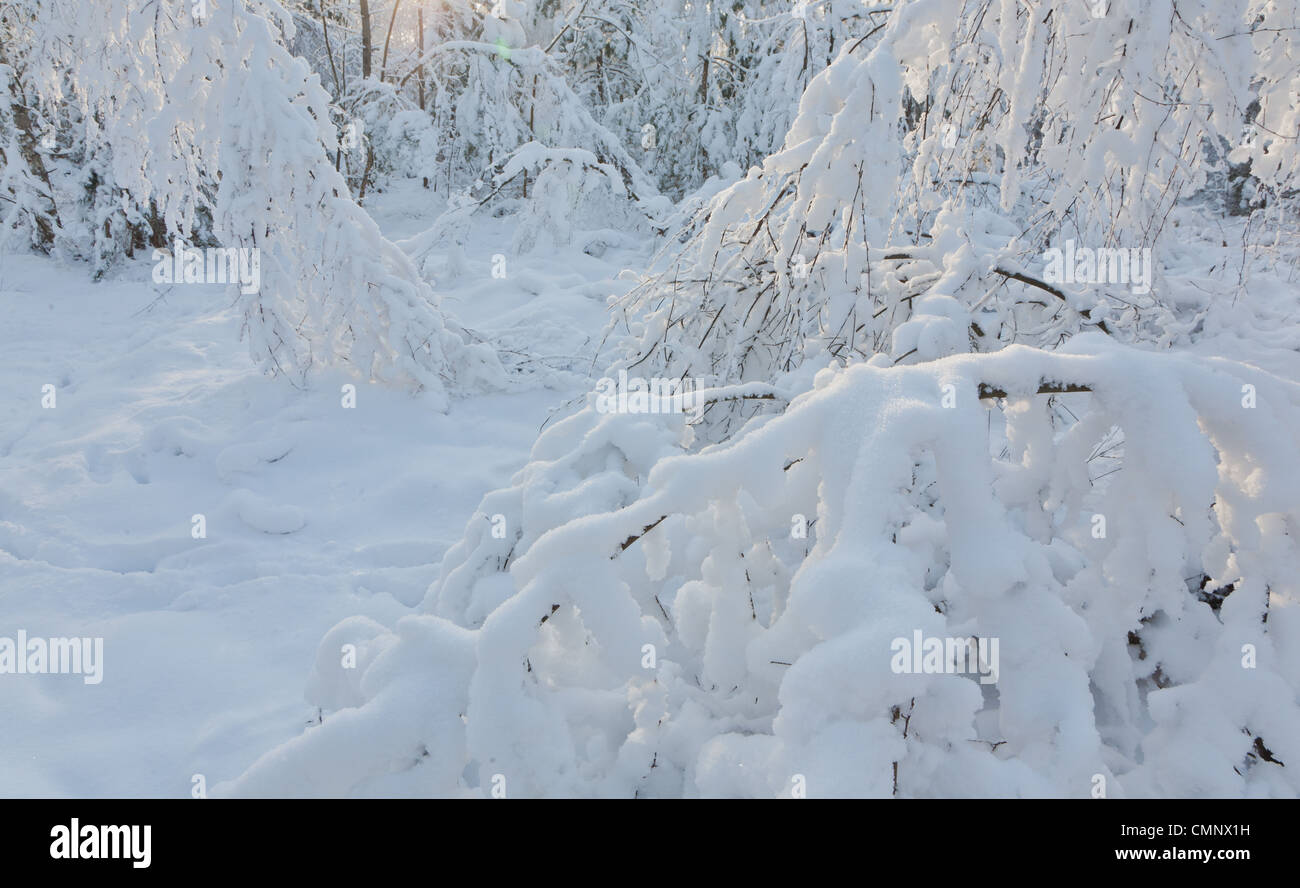 Junge Birke Bäume Blizzard nach gebogen und Schnee nur Sonnenuntergang vor verpackt Stockfoto