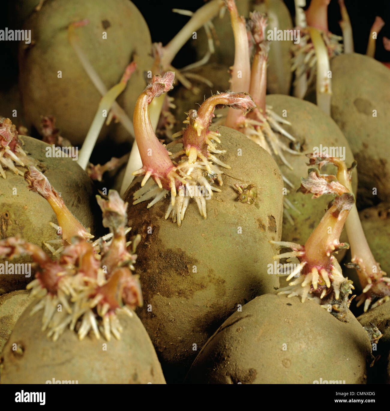 König Edward Saatkartoffeln vor dem Pflanzen sprießen Stockfoto