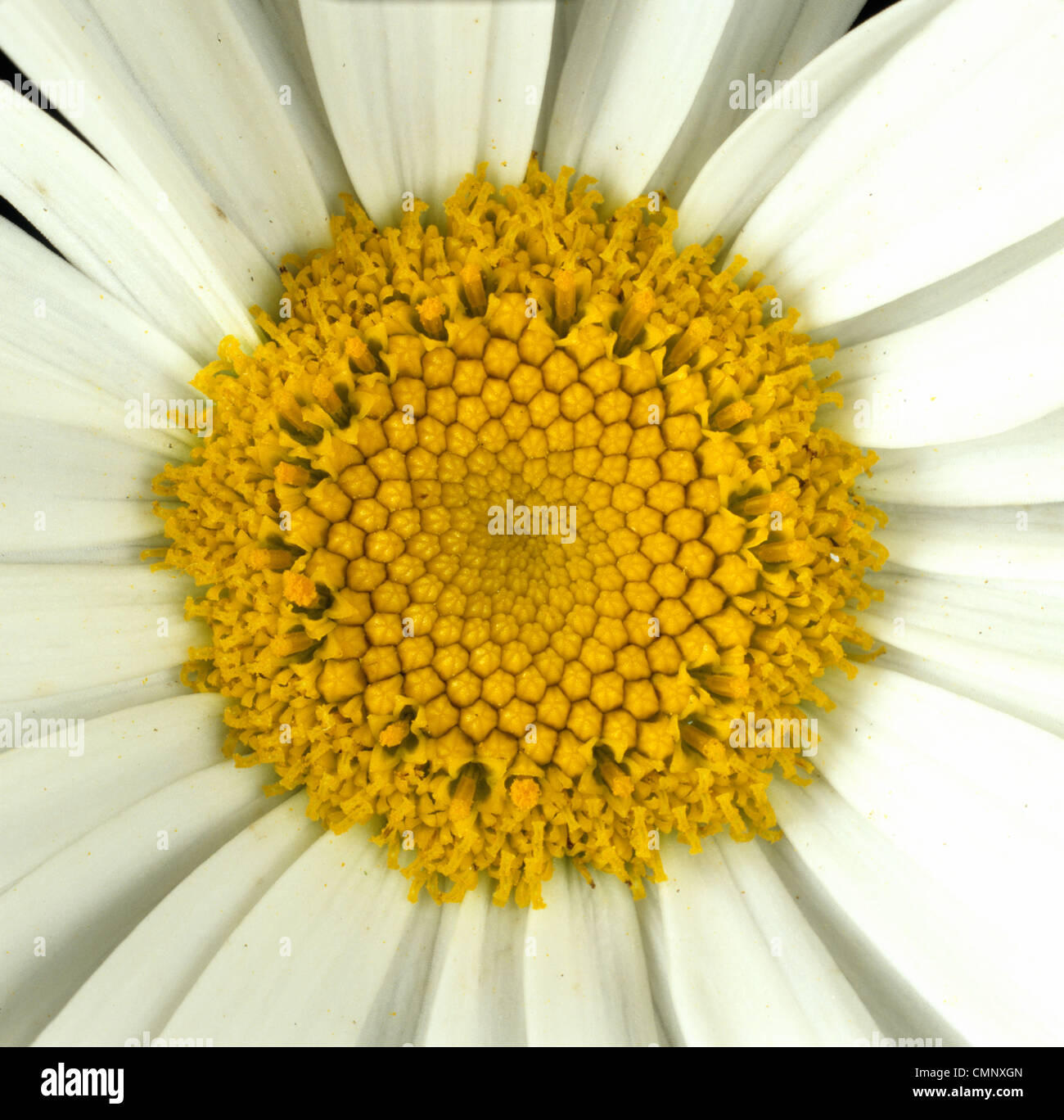 Blume-Struktur auf Compositae Typ Pflanze, weißen Strahl und gelb offen & ungeöffnete Scheibenblüten Stockfoto