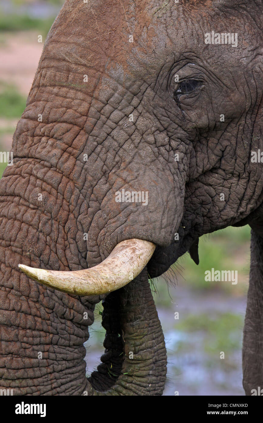 Elefant, Tierwelt, Südafrika, Elephantidae Stockfoto