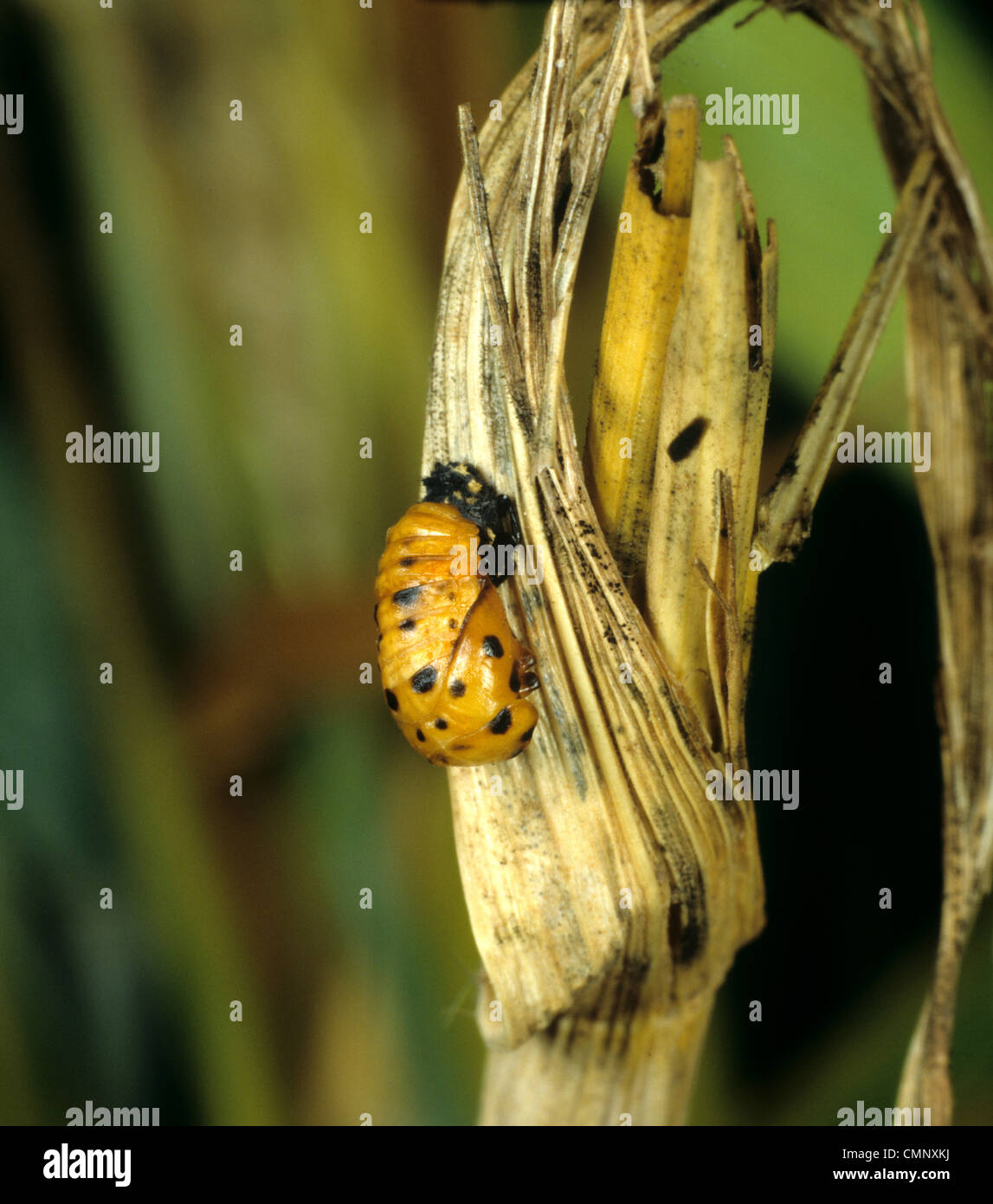 Sieben Flecken Marienkäfer (Coccinella septempuctata) Pupa auf süßem Maisstiel Stockfoto