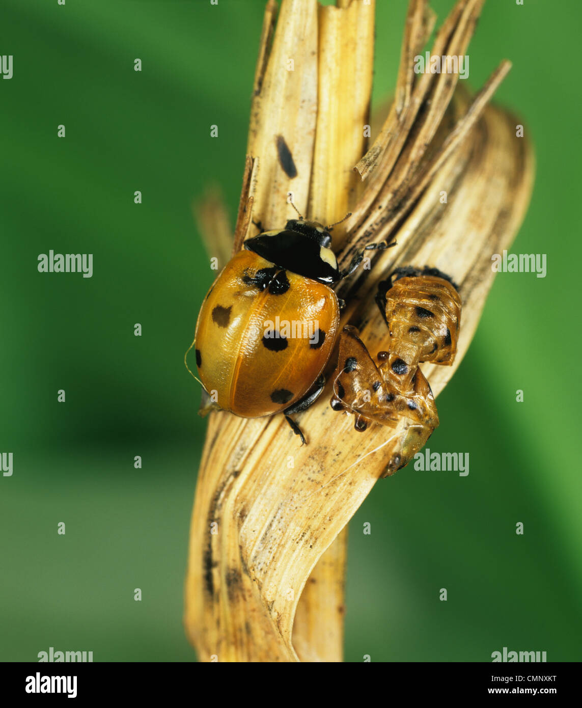 Erwachsene Seven-Spot Marienkäfer (Coccinella septempunctata) sind neu aus der Puppe aufgetaucht, Flecken entwickeln sich Stockfoto