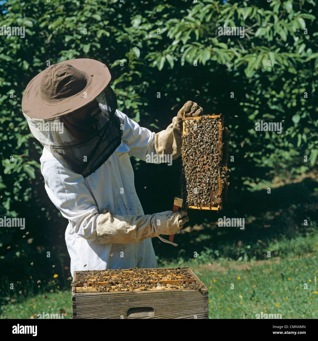 Imker Honig Biene (Apis Mellifera) Brut Frame aus dem Bienenstock zu prüfen Stockfoto