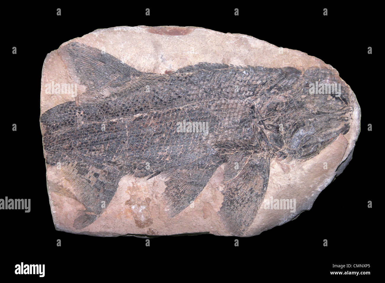 Amblypterus sp. Eine ausgestorbene prähistorische Knochenfische Stockfoto
