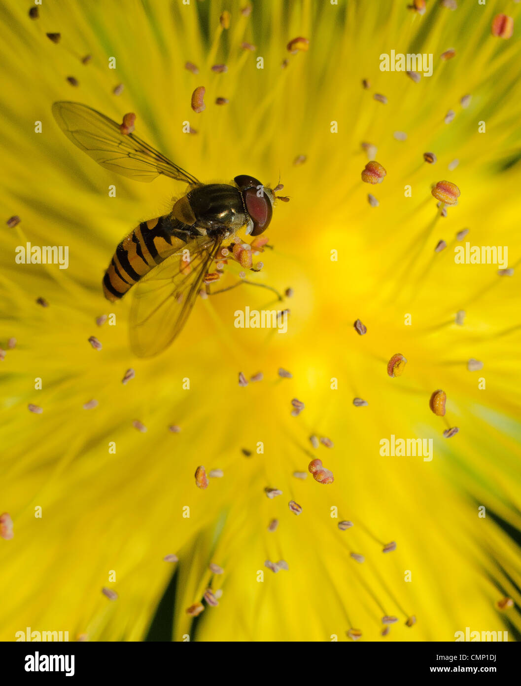 Biene auf einer Blüte Stockfoto