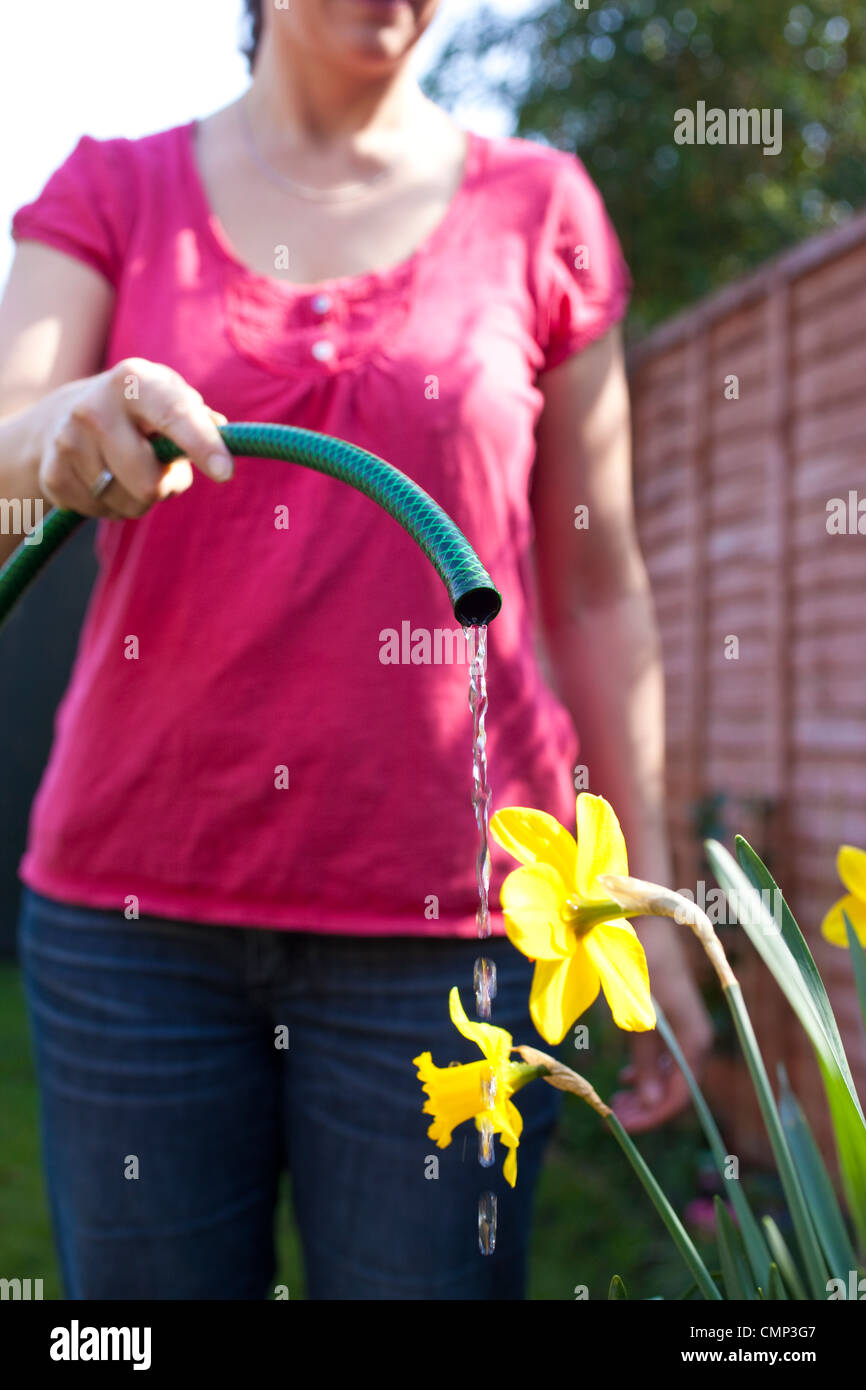 Frau, Bewässerung Blumen im Garten vor dem nationalen Gartenschlauch Verbot die aufgrund des trockenen Wetters überall im Vereinigten Königreich umgesetzt werden könnten Stockfoto