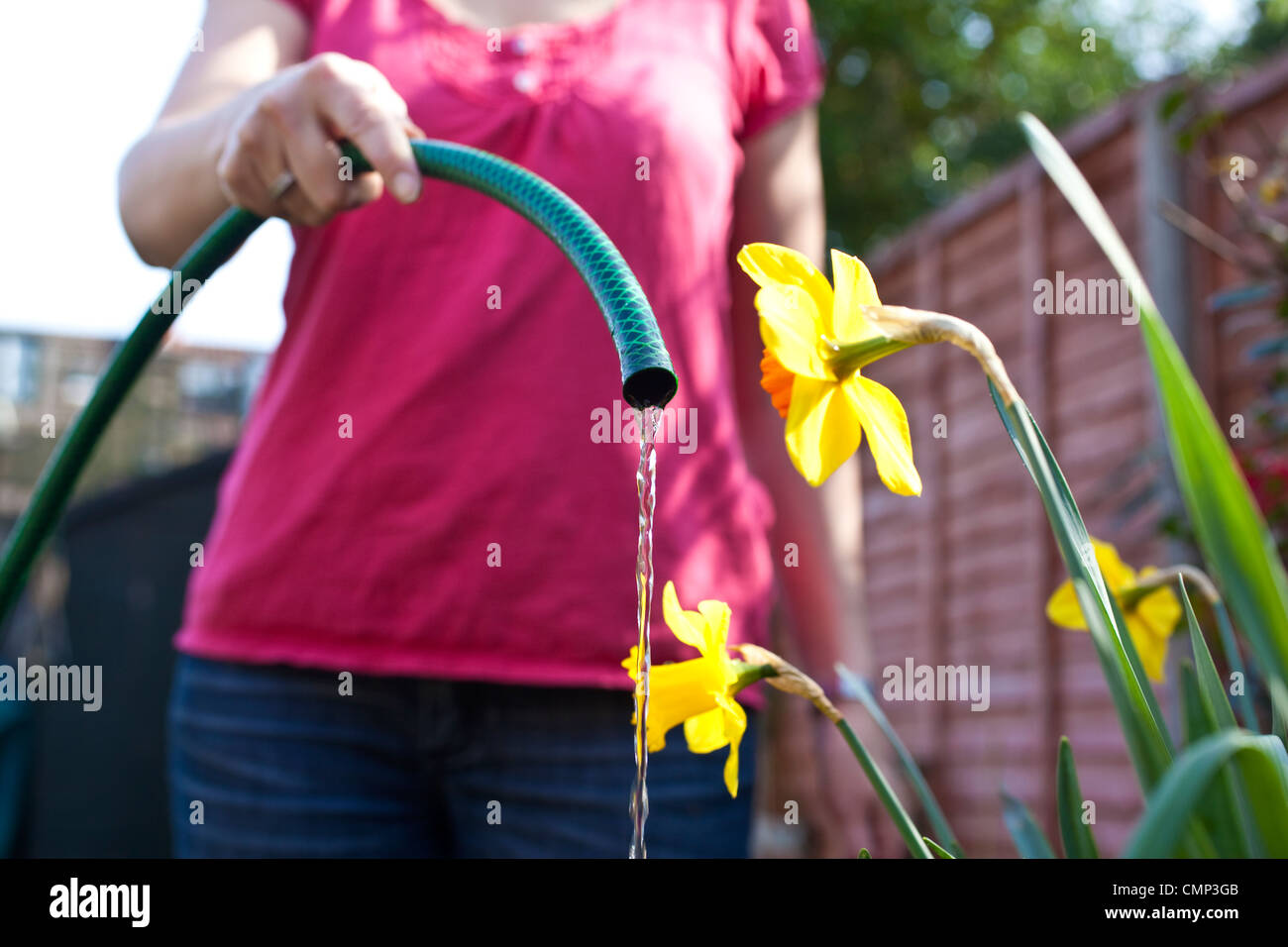 Frau, Bewässerung Blumen im Garten vor dem nationalen Gartenschlauch Verbot die aufgrund des trockenen Wetters überall im Vereinigten Königreich umgesetzt werden könnten Stockfoto
