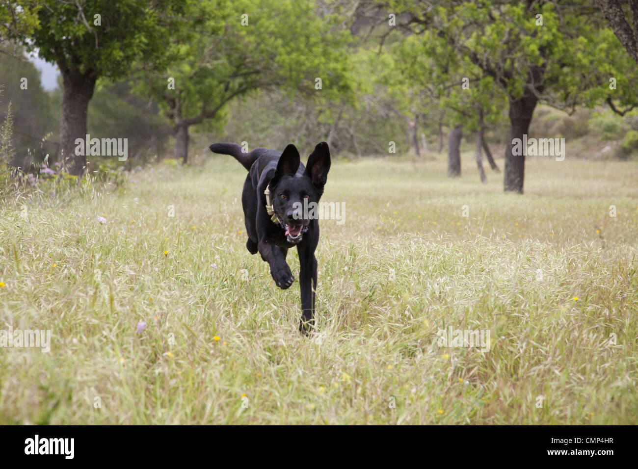 Hund, Bounding, Frühling, Vitalität, Walkies Stockfoto