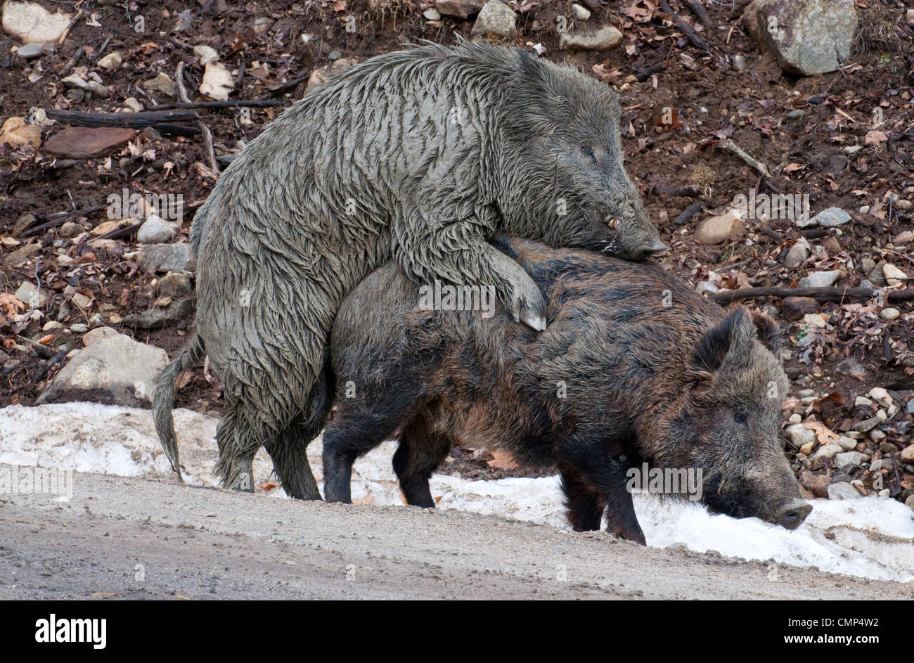Wilde Schweine Paarung im Omega Park in Quebec. Stockfoto