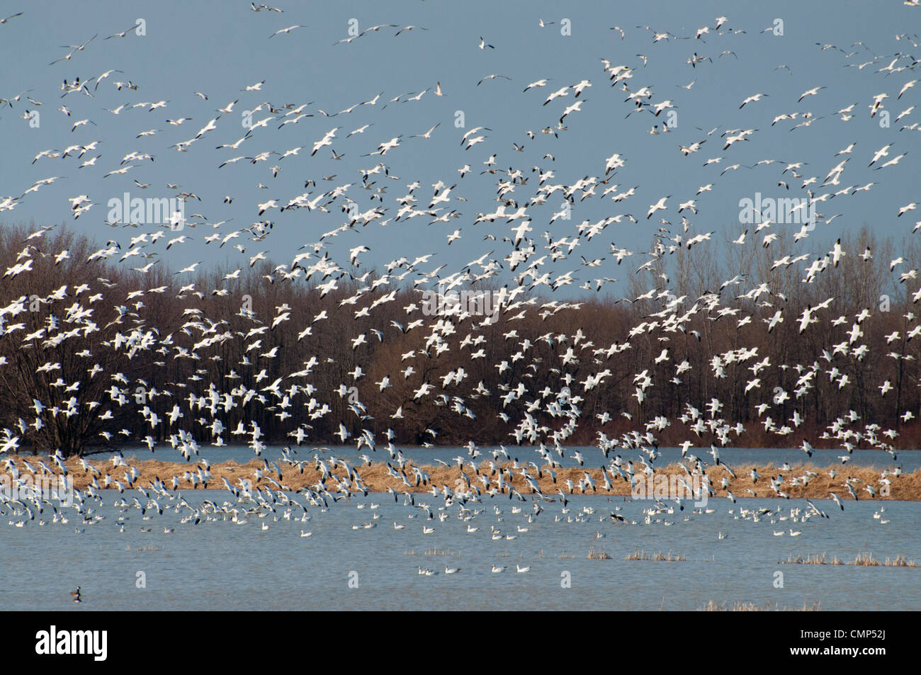 Riesige Schwärme von Schneegänsen ausziehen. Stockfoto