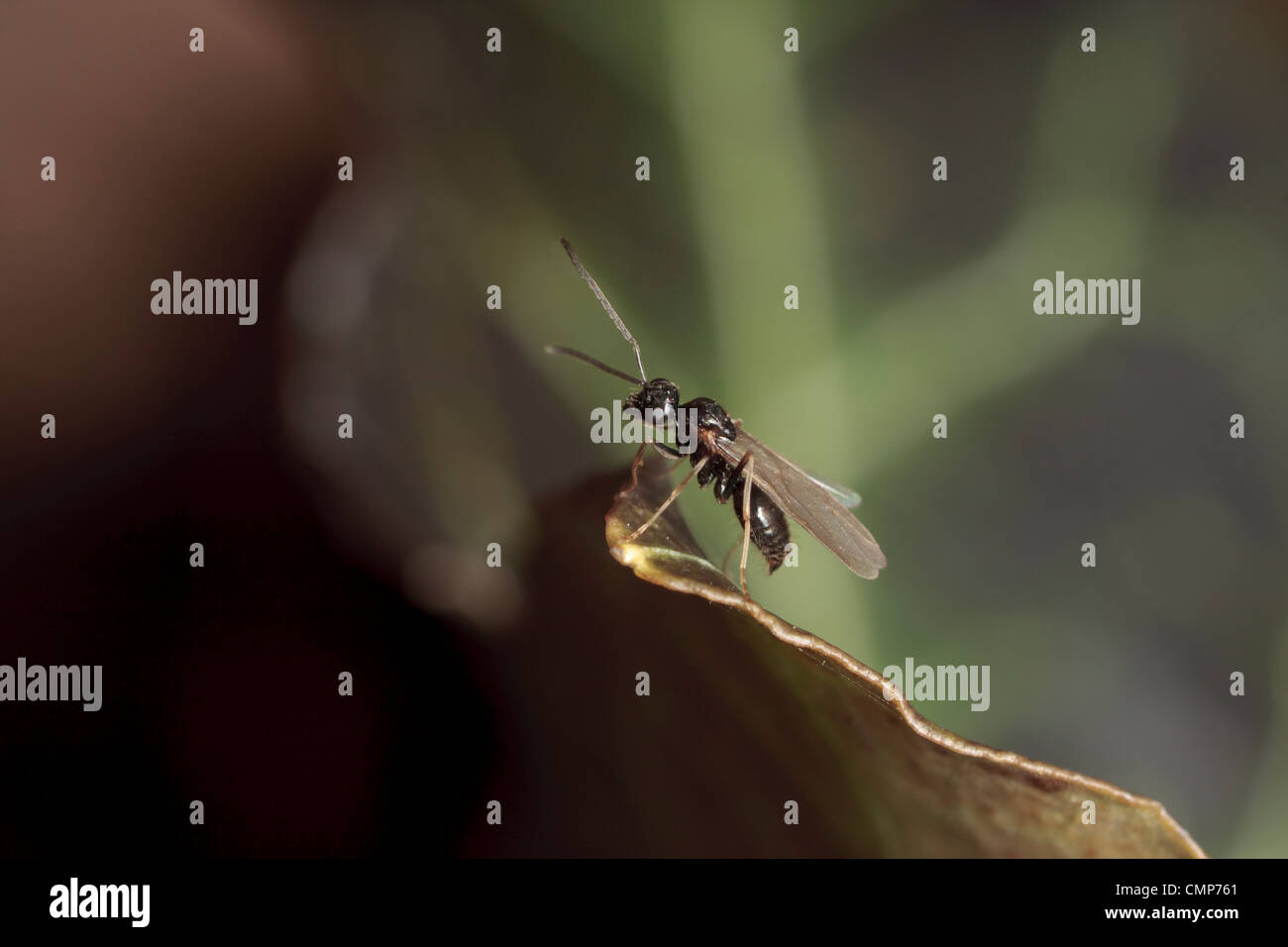 Eine männliche falschen Honig-Ameise (Prenolepis Imparis) bereitet die Flucht zu ergreifen. Stockfoto